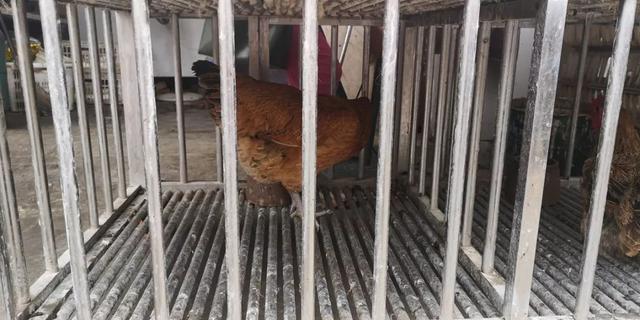 动物界三大流氓，动物界的三大奇葩生物（小时候遇到的动物界“恶霸”）