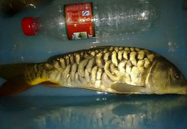 德国镜鲤（德国精灵，网友：看着吓人却味美（德国 鲤鱼）