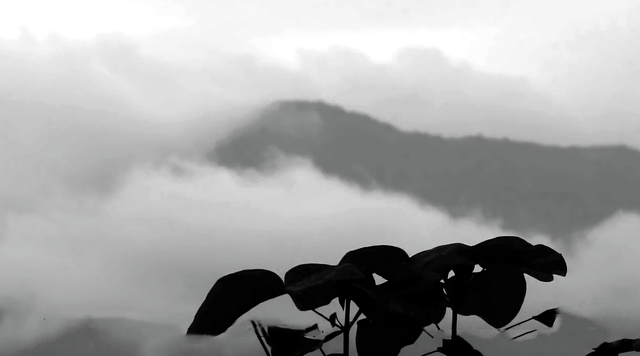 知青周萍的结局，周萍最后的结局是自杀（指导员被纳为重点嫌疑对象）