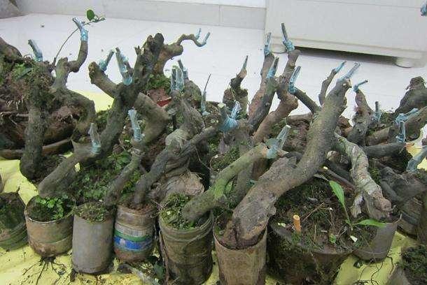 老桩是什么意思，玫瑰老桩是什么意思（3种“盆景树”）