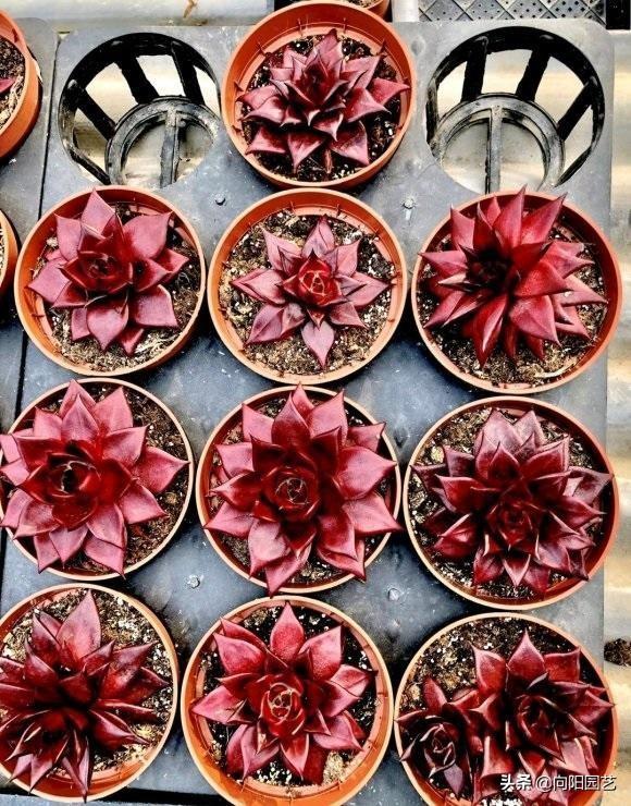 二十种最难养的多肉，家里千万不能养多肉（看似好养实际难养的多肉）