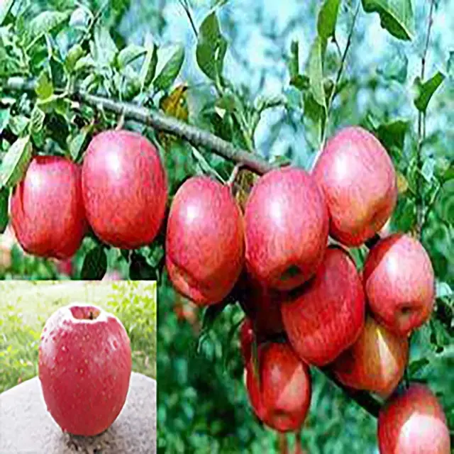 秦冠苹果有什么特点，秦冠苹果的特点（竟不知道它有这么多的品种）