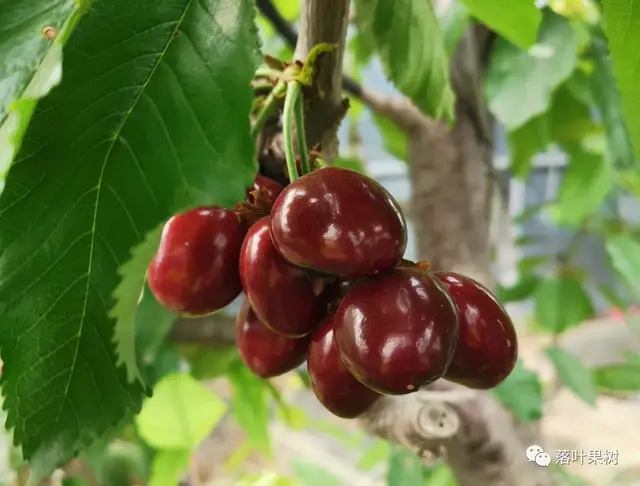 樱桃的特点，欧洲波兰甜樱桃与酸樱桃的商品化栽培历程（樱桃的特点）