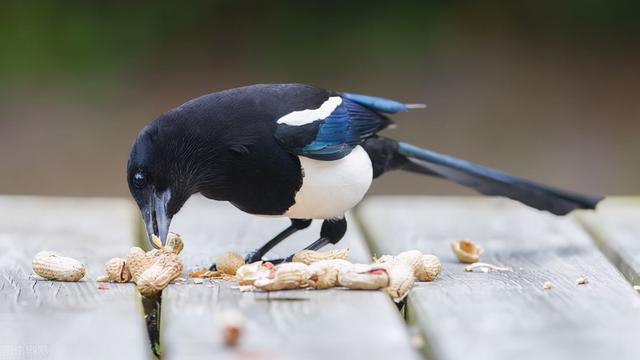 雀和鹊的区别，喜鹊的鹊和孔雀的雀有什么区别（喜鹊的所作所为对应其名“喜鹊”）