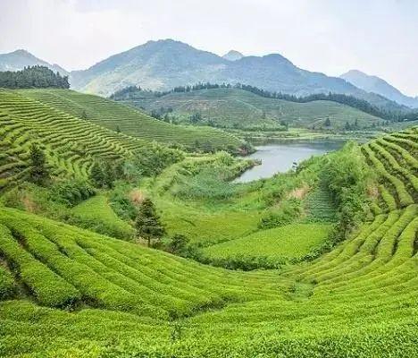 贵州十大名茶，贵州有哪些名茶（贵州这些名茶，你喝过几种）