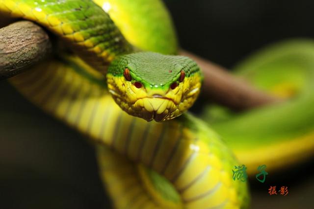 中国十大毒蛇 圆斑蝰蛇，中国十大毒蛇（农村的“土呆子”却是“伤人之王”）