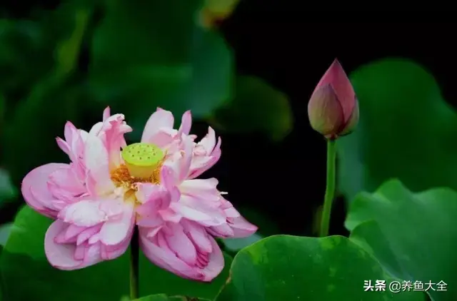 莲花的别称有哪些，莲花的别称有哪些拼音（ 太齐全太珍贵了）