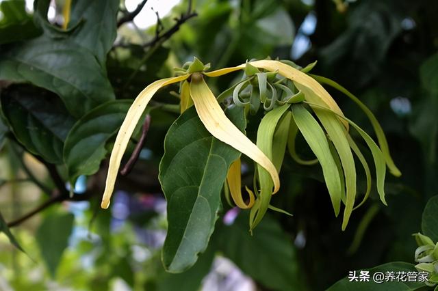 依兰花的功效与作用，依兰有什么功效与作用（依兰花，从古色古香中走来）