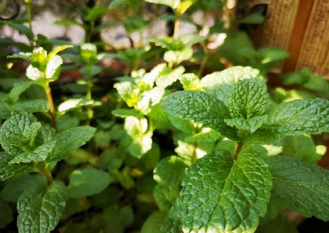 薄荷苗怎么移植，薄荷苗怎么移栽（春秋撒下种子）