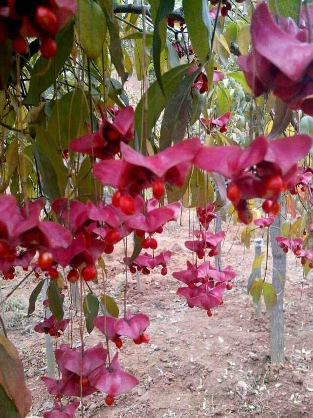 梦见自己栽种花草，梦见自己栽花草什么意思（小时候做梦想要的“摇钱树”）