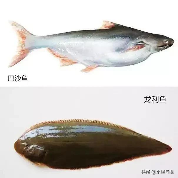 巴沙鱼片和龙利鱼片的区别是什么，巴沙鱼片和龙利鱼片的区别是什么呢（超市巴沙鱼当龙利鱼卖）