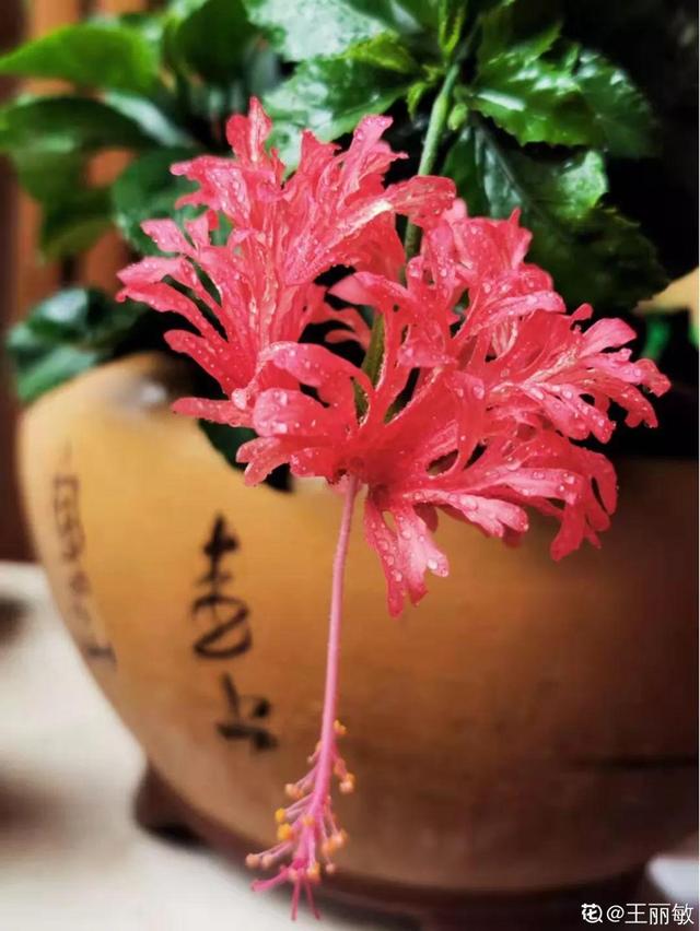 马蹄莲花期有多长，马蹄莲 花期（这花连开10个月）