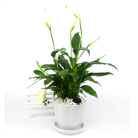 白掌的介绍白掌的养殖技术，白掌的栽培技术（养护白掌做好这些）