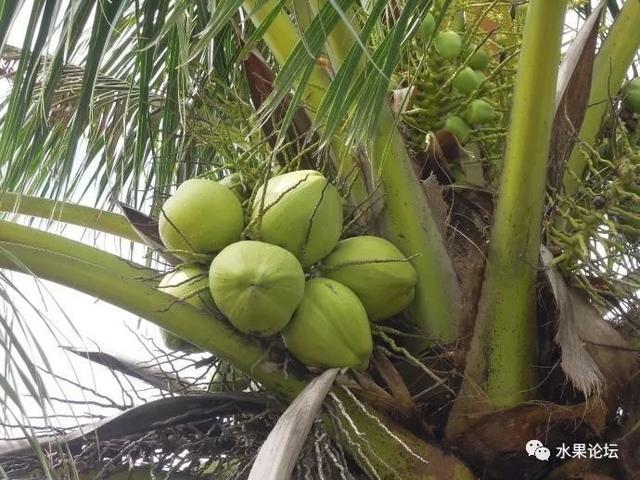 榴莲成熟的季节是几月，榴莲季节是哪几个月（夏季到冬季的水果成熟表来了）