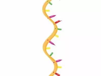 dna分子的结构是什么结构，dna分子是什么结构（遗传的分子基础——DNA的结构与复制）