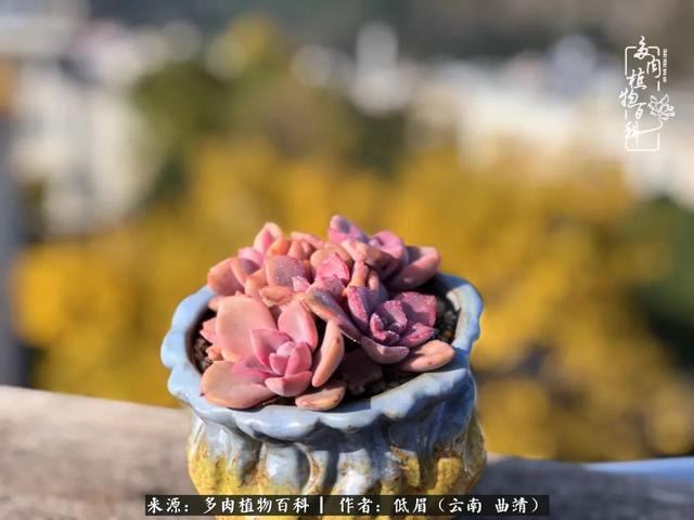 很丧很失望——低眉.，皱着眉头哭丧（陪你度过寒冷的圣诞平安夜图片）