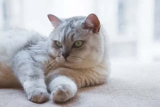 猫鼻子干怎么回事，为什么猫咪的鼻子一直是湿的
