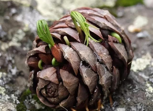 松果手工作品图片，如何用松果做手工作品（周末爬山逛公园捡来的松果）