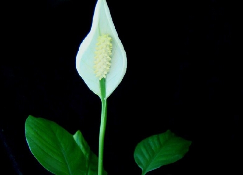 白掌的养殖方法和注意事项，水培白掌的养殖方法和注意事项（养护白掌做好这些）