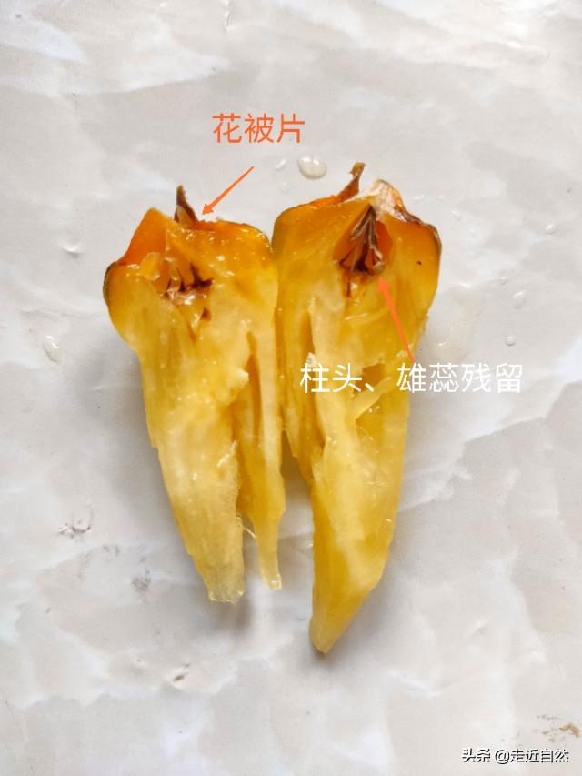 菠萝的种子是什么，菠萝的种子是什么?怎么种（菠萝是一个果实吗）