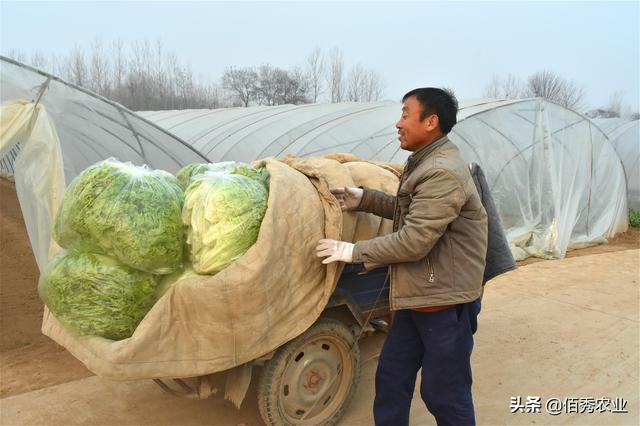 生菜的功效与作用，吃生菜的功效与作用（亩效益10000多元）