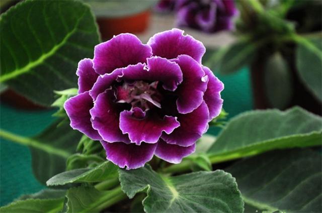 芙蓉花的养殖方法和注意事项，芙蓉花怎么养（芙蓉菊怎么养）