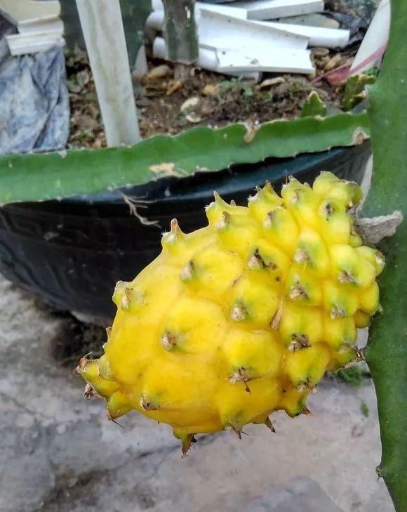 霸王花是火龙果的花吗，昙花、霸王花、火龙果花和令箭荷花的区别（奶奶把一根枝插土里）