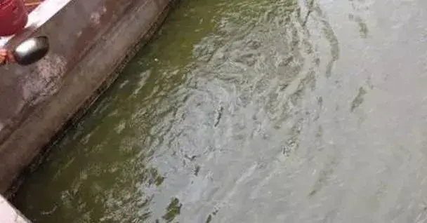 黑鱼怎么养，黑鱼怎么养在鱼缸（黑鱼养殖的过程是什么）