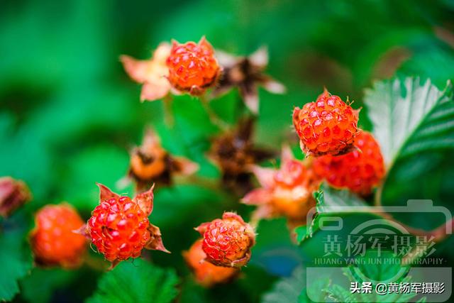 茅梅功效和作用，白茅的功效与作用点的功效与作用（江西人最喜欢的乡村野果）