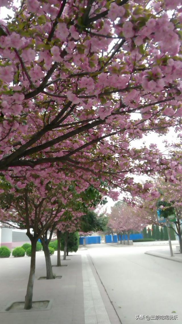 三原县南郊中学，陕西三原县有哪些高中（一半都藏在了南郊中学和北城中学）