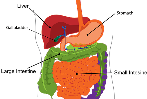 3d max模型(肝脏3d模型来啦) - 赤虎壹号