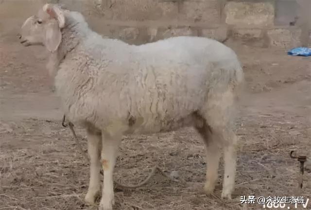 大同特产，世界上最好的羊，看看都在哪（大同特产有什么可以送礼的）