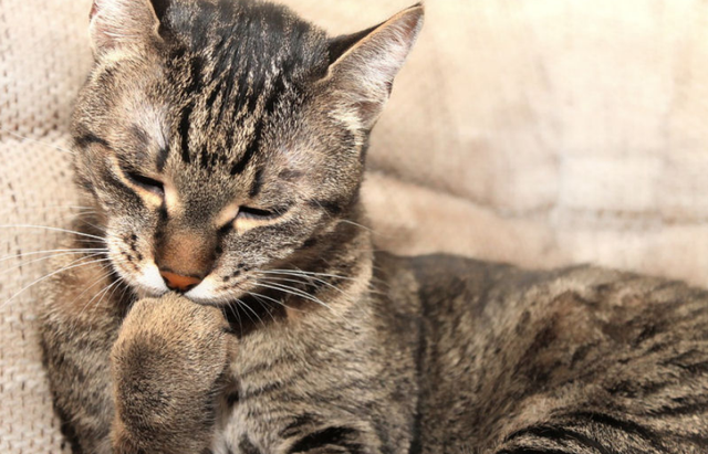 猫咪什么时候换牙，猫换牙期是什么时候（了解小猫乳齿知识当称职铲屎官）