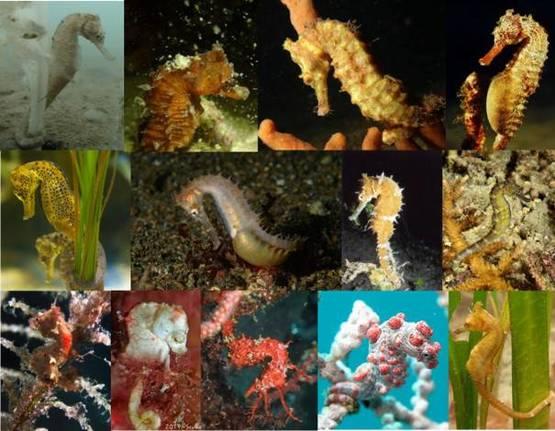 海马属于鱼类吗，海马属于鱼类吗百科（海马是地球上唯一由雄性负责怀孕的生物）