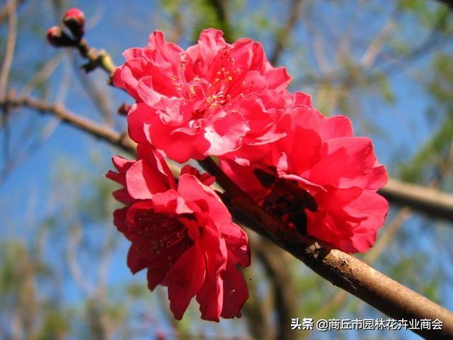 什么叫二年生草本植物，什么叫二年生草本植物图片（你知道草本和木本到底说的是啥吗）