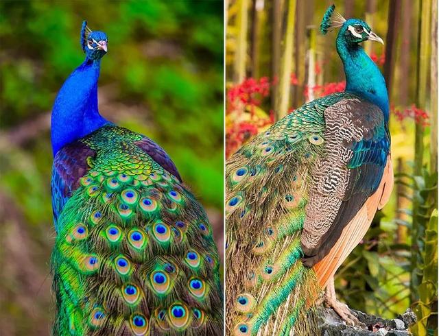 孔雀怎么画，写意孔雀画法步骤（综合创意线描画--这样画孔雀美丽又特别）