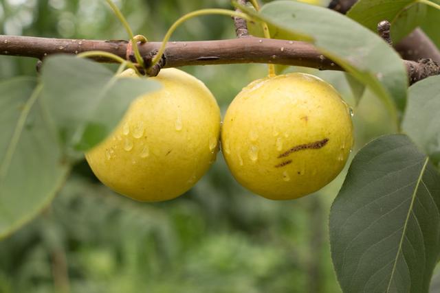 鸭梨是哪里的特产，鸭梨是哪里的特产梨（请认准这8个产地）