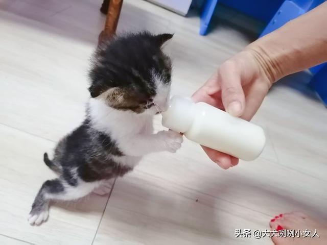 什么是开脸狗，民间说法开脸狗为什么不好（家有小奶猫）