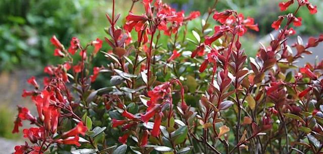 纱灯的特点，什么样的纱灯（别把大宫灯长寿和小宫灯混淆）