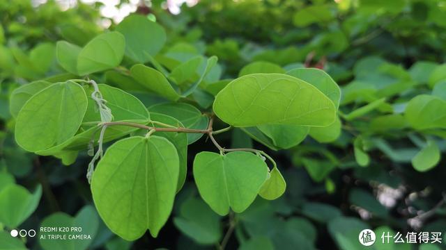 红米k20pro屏幕（请取下有色眼镜来看Redmi）