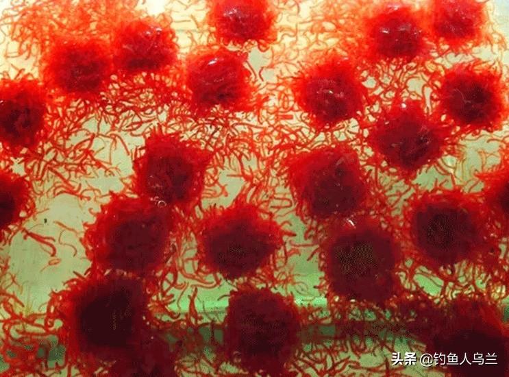 红虫钓鱼虽高效但价高，多地禁用活饵引争议，生态保护与垂钓需求如何平衡？