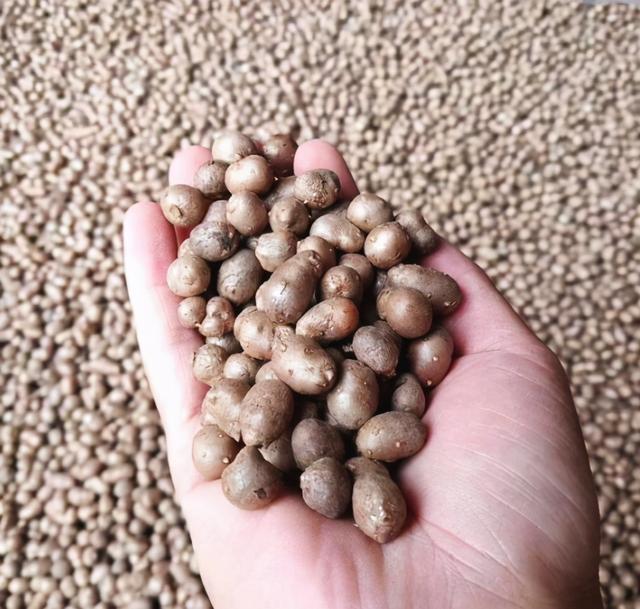 山药豆和山药的区别，山药豆的图片（“山药豆”和“山药”是同一种植物长出来的吗）