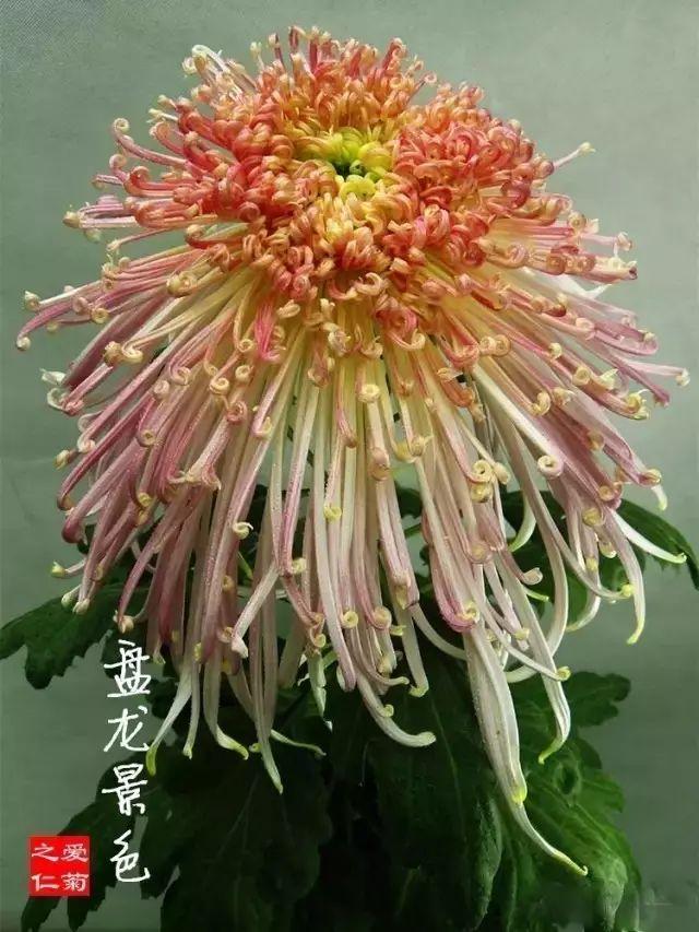世界最美菊花80种太美了，金秋十月赏菊花——世界最美菊花80种送给您
