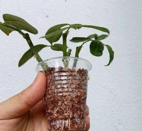 月季扦插多久生根，扦插月季多久生根（扦插月季别“手贱”）