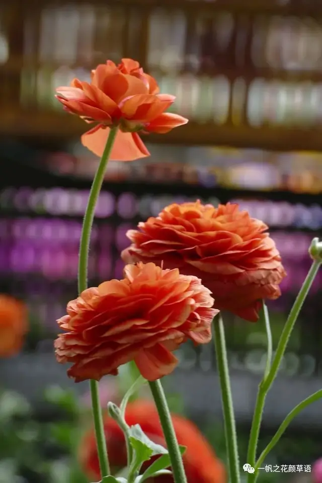 花毛茛，花毛茛<Ranunculus（花毛茛的花语）