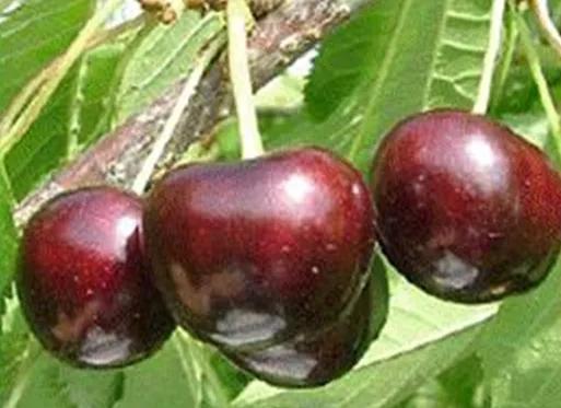 最甜的樱桃品种是哪几种，全球极具潜力的十个甜樱桃品种