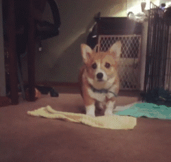 呆萌狗狗，呆萌狗狗道具（呆萌+有趣+憨厚图片）