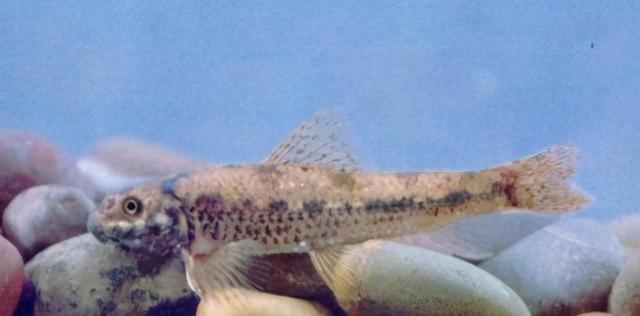 淡水观赏鱼种类，淡水观赏鱼的种类大全！（中国淡水观赏鱼图集<一>）