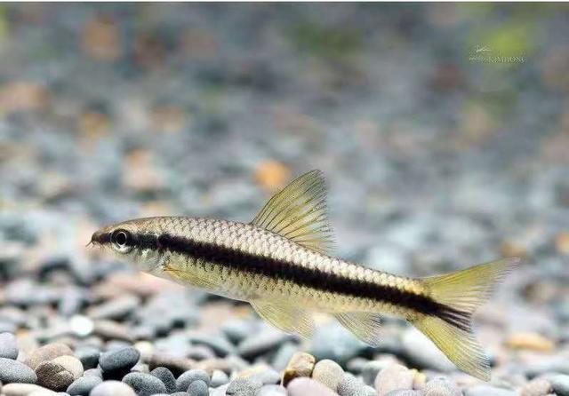 小精灵鱼详细介绍，宠物小精灵 鱼（这些工具鱼能够解决鱼缸里的大问题）