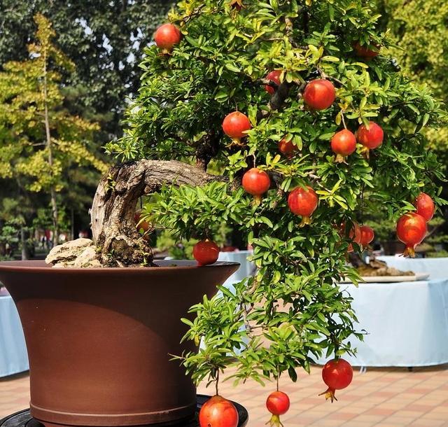 排名第一最好的镇宅树，镇宅招财旺人的植物（4种树“进宅”）